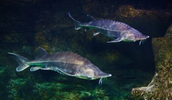 Alive sturgeon in aquarium