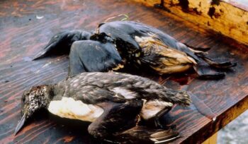 Dead birds covered in oil