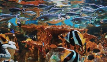 Ocean life