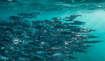 School of fish