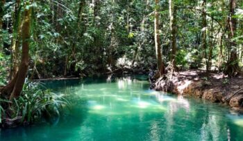 West Papua stream and rainforest