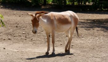 Onager