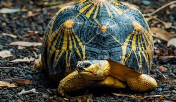 Radiated tortoise