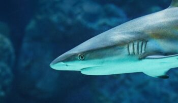Reef shark