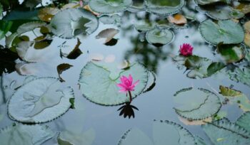Flower floating on the water with lilies
