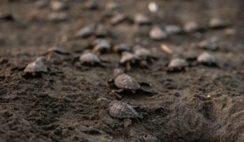 Baby sea turtles in the sand