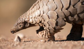 Pangolin