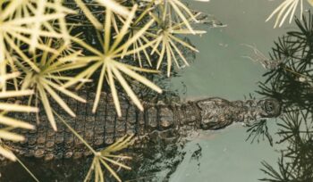 Crocodile from above