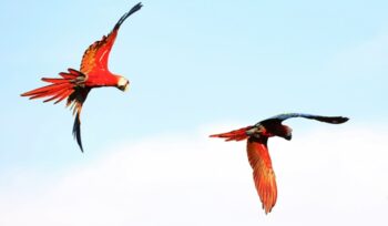 Two parrots flying