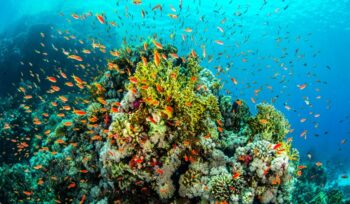 Coral reef with fish