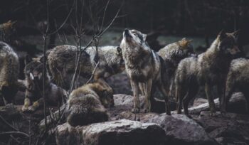 Wolf pack
