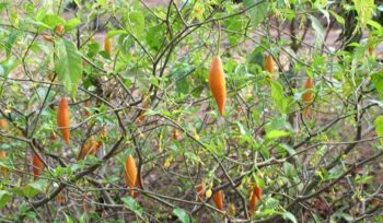 Iboga plant