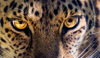 Close-up of jaguar eyes