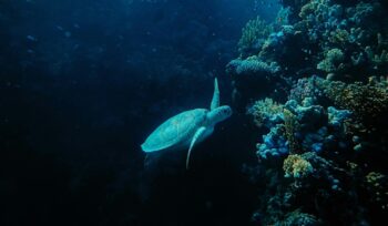 Sea turtle underwater