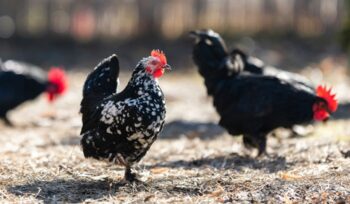 Hens