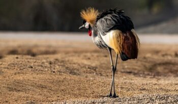 Crowned gray crane