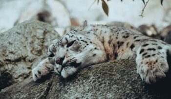 Amur leopard